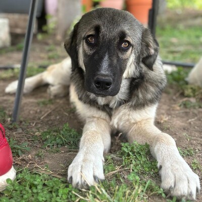 Kleon - ein charmanter und liebevoller Schatz, griech. Schäferhund-Mischling - Rüde