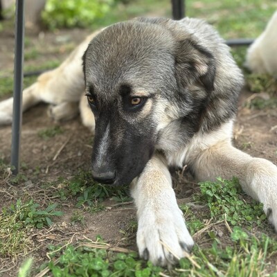 Kleon - ein charmanter und liebevoller Schatz, griech. Schäferhund-Mischling - Rüde