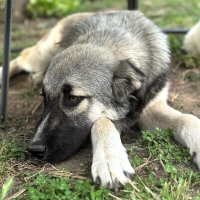 Kleon - ein charmanter und liebevoller Schatz, griech. Schäferhund-Mischling - Rüde