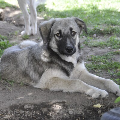 Kleon - ein charmanter und liebevoller Schatz, griech. Schäferhund-Mischling - Rüde