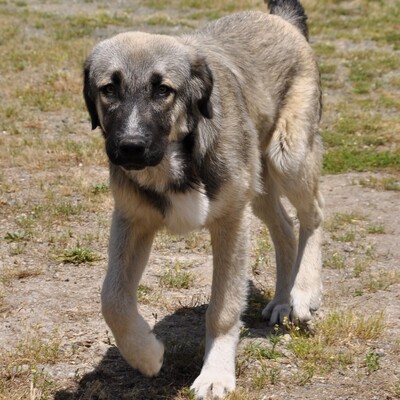 Kleon - ein charmanter und liebevoller Schatz, griech. Schäferhund-Mischling - Rüde