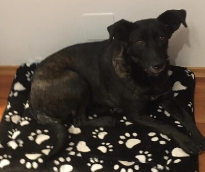 Kloi, Kloi sucht neues Zuhause - Hündin