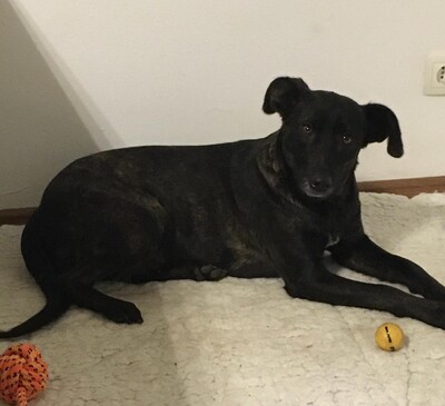 Kloi, Kloi sucht neues Zuhause - Hündin