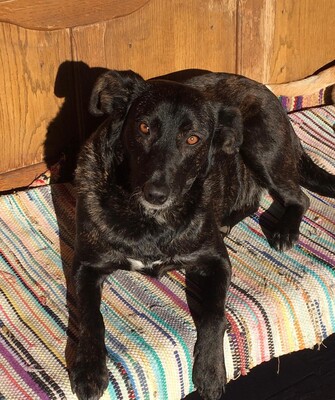 Kloi, Kloi sucht neues Zuhause - Hündin