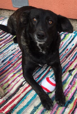 Kloi, Kloi sucht neues Zuhause - Hündin