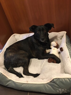 Kloi, Kloi sucht neues Zuhause - Hündin