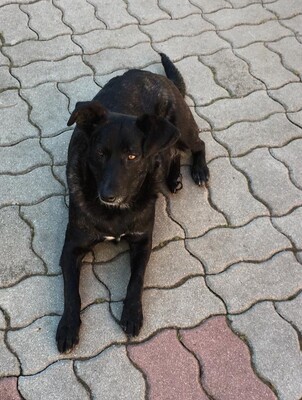 Kloi, Kloi sucht neues Zuhause - Hündin