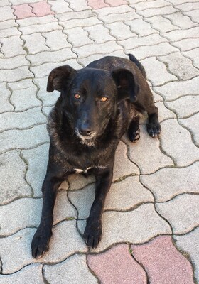 Kloi, Kloi sucht neues Zuhause - Hündin