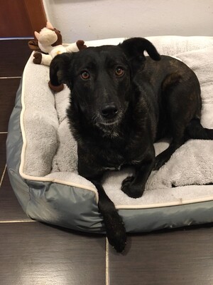 Kloi, Kloi sucht neues Zuhause - Hündin