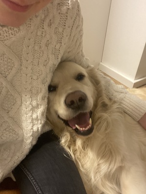 Knut, Golden Retriever - Rüde