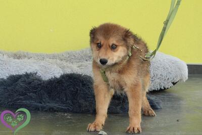 Knut, Mischling Welpen - Rüde