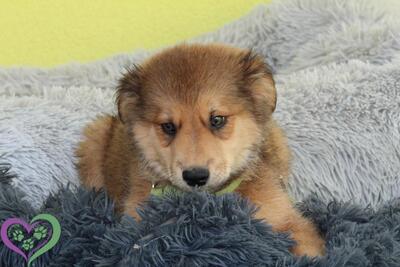 Knut, Mischling Welpen - Rüde