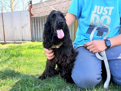 Kocos - Hübsche Spaniel (Mix?) Dame, ca. 1 Jahr, Spaniel Mischling - Hündin