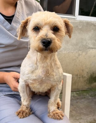Koda, Bichon-Mix - Rüde