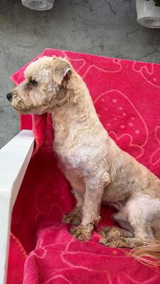 Koda, Bichon-Mix - Rüde