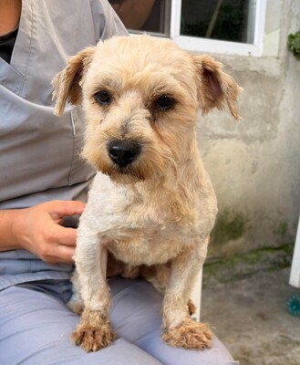 Koda, Bichon-Mix - Rüde