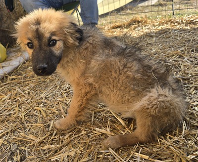 Koda, Mix Welpen - Rüde
