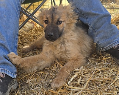 Koda, Mix Welpen - Rüde