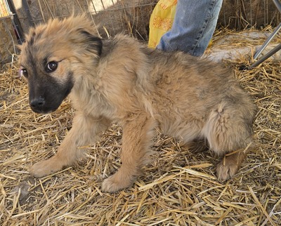 Koda, Mix Welpen - Rüde
