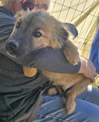 Koda, Mix Welpen - Rüde