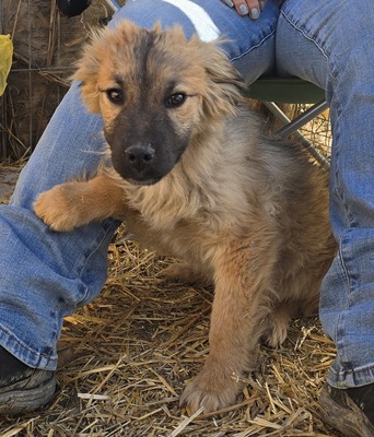 Koda, Mix Welpen - Rüde