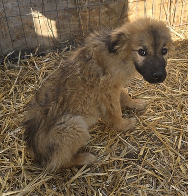 Koda, Mix Welpen - Rüde
