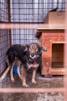 ✨ Koda – eine außergewöhnlich hübsche Hündin auf der Suche nach einem Neuanfang ✨, Mischling - Hündin