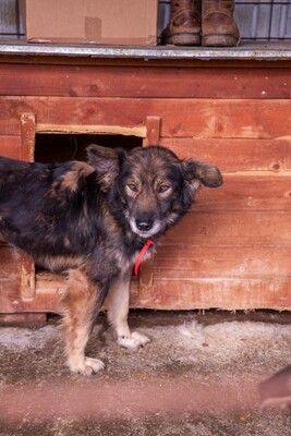 ✨ Koda – eine außergewöhnlich hübsche Hündin auf der Suche nach einem Neuanfang ✨, Mischling - Hündin