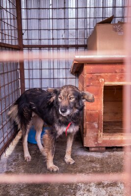 ✨ Koda – eine außergewöhnlich hübsche Hündin auf der Suche nach einem Neuanfang ✨, Mischling - Hündin