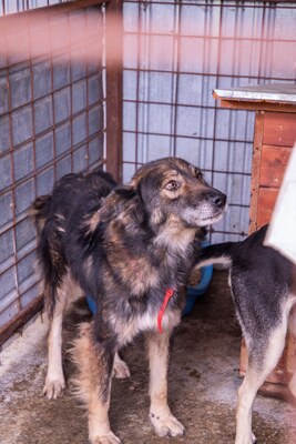 ✨ Koda – eine außergewöhnlich hübsche Hündin auf der Suche nach einem Neuanfang ✨, Mischling - Hündin