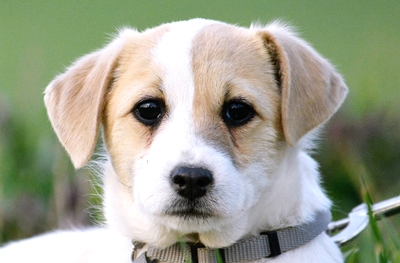 Köles sucht seinen Traumplatz, Mops-Mischling Welpen - Rüde