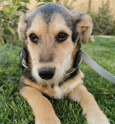 Koki, Mischling Welpen - Rüde