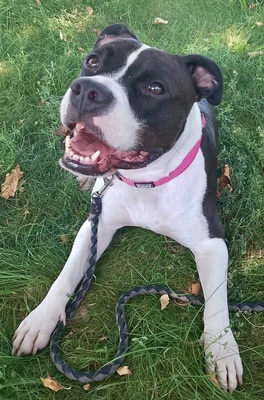 Koko, Staffordshire Bullterrier - Hündin