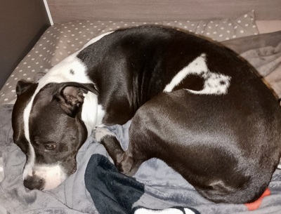 Koko, Staffordshire Bullterrier - Hündin
