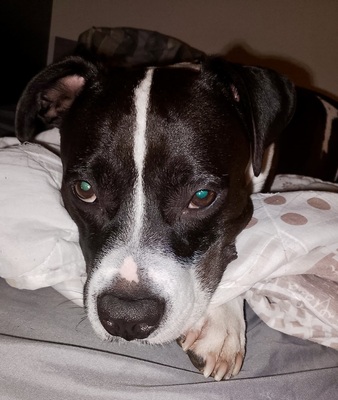 Koko, Staffordshire Bullterrier - Hündin