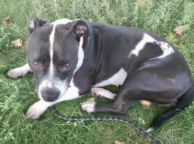 Koko, Staffordshire Bullterrier - Hündin