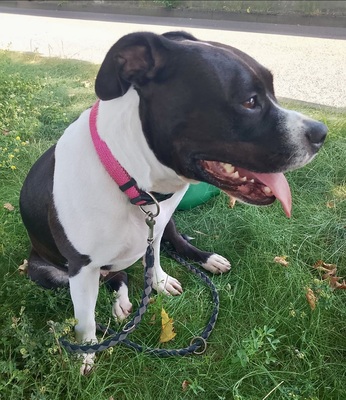 Koko, Staffordshire Bullterrier - Hündin