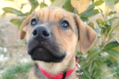 Kokusz sucht ihre eigene Familie, Mischling Welpen - Hündin