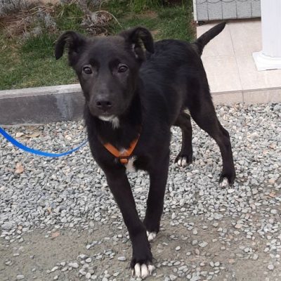 Kong, unbekannt Welpen - Rüde