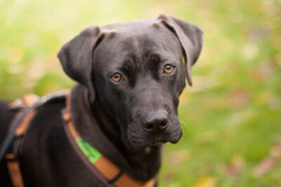 Kongo, Labrador-Mix Welpen - Rüde