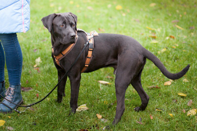 Kongo, Labrador-Mix Welpen - Rüde