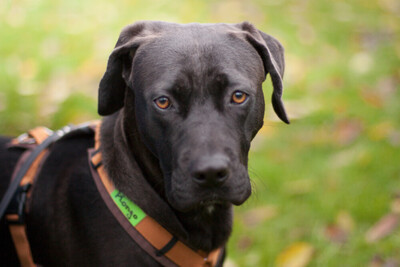 Kongo, Labrador-Mix Welpen - Rüde