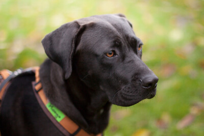 Kongo, Labrador-Mix Welpen - Rüde