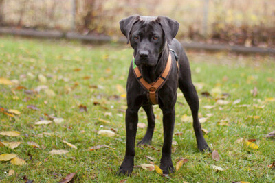 Kongo, Labrador-Mix Welpen - Rüde