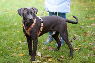 Kongo, Labrador-Mix Welpen - Rüde