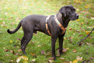 Kongo, Labrador-Mix Welpen - Rüde