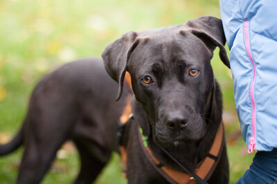 Kongo, Labrador-Mix Welpen - Rüde