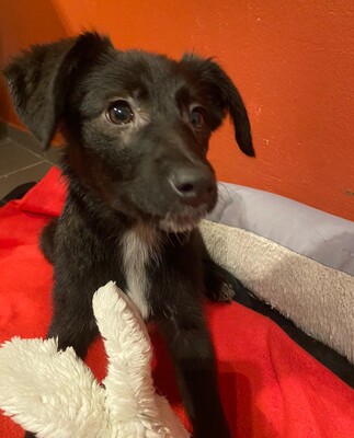 Koni, Koni sucht neues Zuhause - Hündin