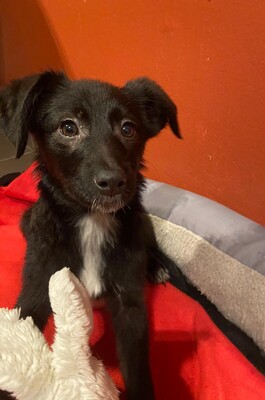 Koni, Koni sucht neues Zuhause - Hündin