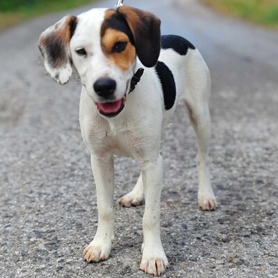 🐶Kony hat eine unglaublich süße, liebevolle, fürsorgliche und freundliche Persönlichkeit 🐶, Beagle- Mischling Welpen - Rüde